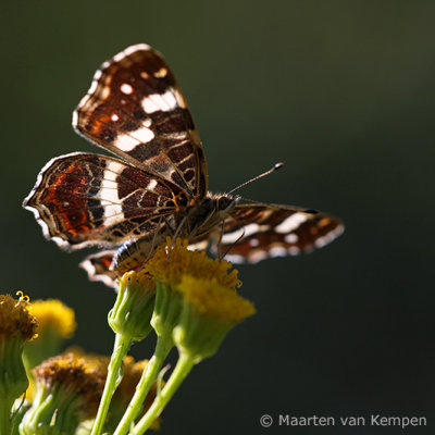 Map butterfly <BR>(Araschnia levana)