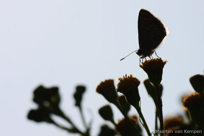 Common blue (Polymmatus icarus)