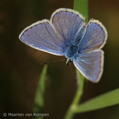 Common blue <BR>(Polymmatus icarus)