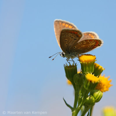 Common blue <BR>(Polymmatus icarus)