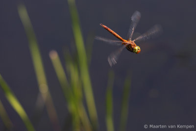 Norfolk hawker (Aeshna isoceles)