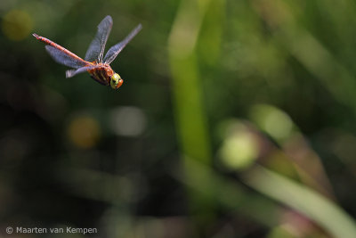 Norfolk hawker <BR>(Aeshna isoceles)