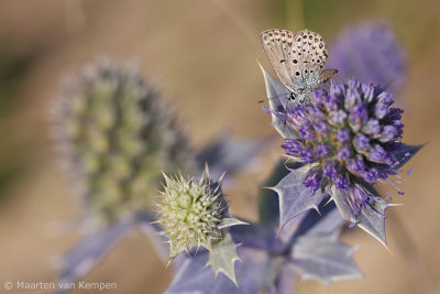 Common blue (Polymmatus icarus)