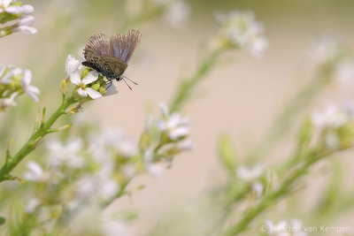 Silver-studded blue(Plebejus argus)