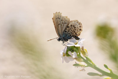 Silver-studded blue(Plebejus argus)