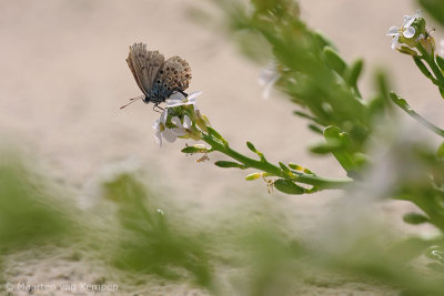 Silver-studded blue(Plebejus argus)s)