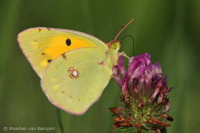Clouded yellow (Colias croceus)