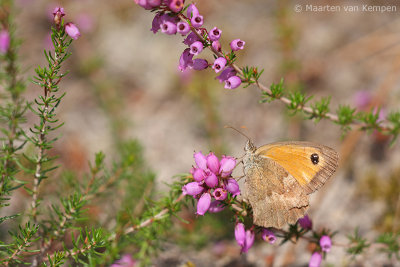 Gatekeeper (Pyronia tithonus)