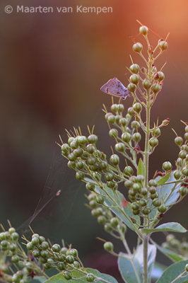 Small copper <BR>(Lycaena phlaeas)