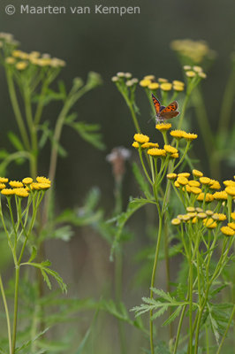 Small copper <BR>(Lycaena phlaeas)