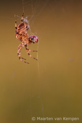 Garden spider (Araneus diadematus)