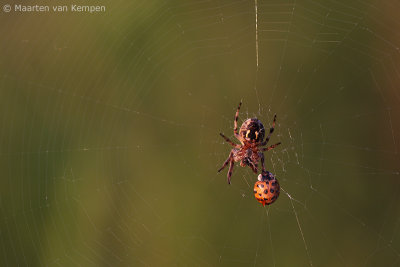 Garden spider <BR>(Araneus diadematus)