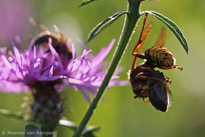 Hornet (Vespa crabro)