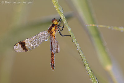 Banded darter