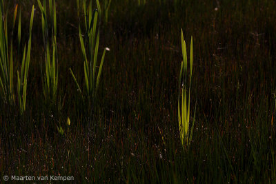 Reed (Phragmites australis)