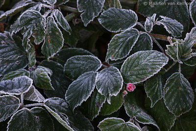 Raspberry (Rubus spec)