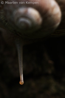Burgundy snail <BR>(Helix pomatia)