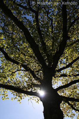 Common oak (Quercus robur)