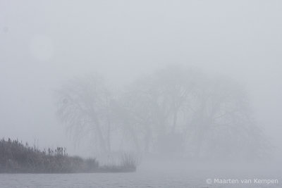 Fog