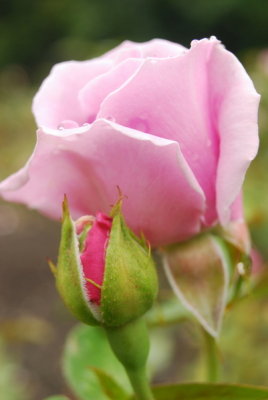 Budding roses