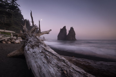 Moonrise, driftwood