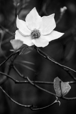 Still life with dogwood flower