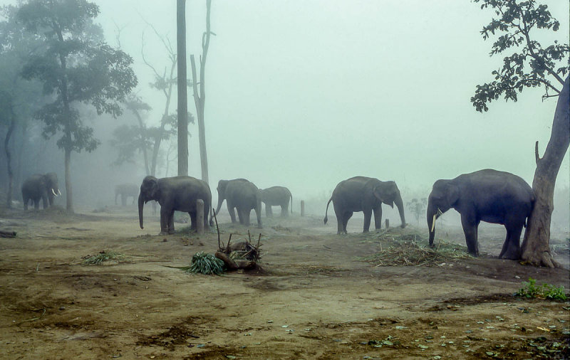 Nepal79252.JPG