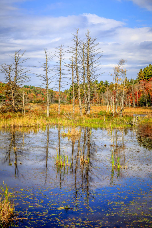 _MG_3238.JPG