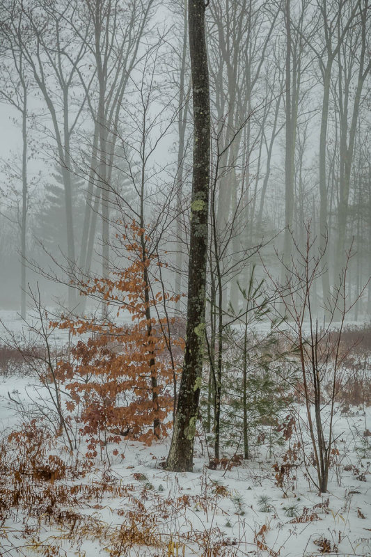 _MG_4449.JPG