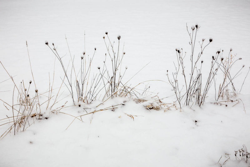 _MG_4474.JPG