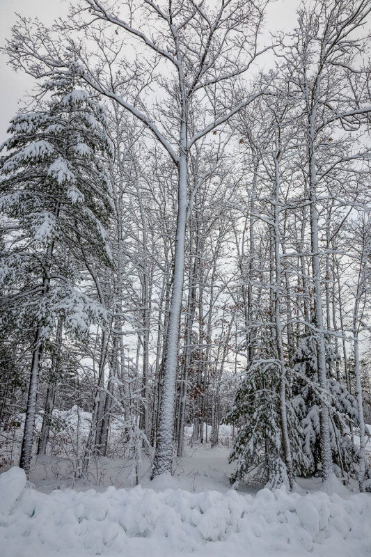 _MG_6053.JPG