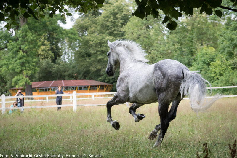 Stallion: Generale Pastorella VII
stud: Kladruby nad Labem