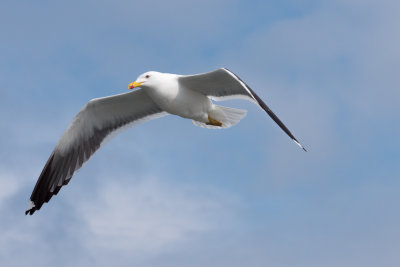 Texel