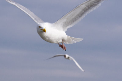 Texel