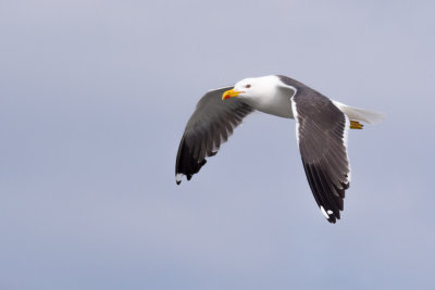 Texel