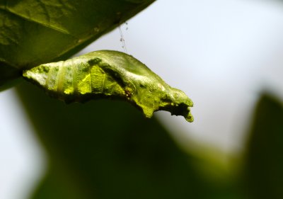 Insects