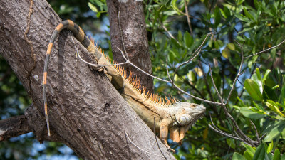 Costa Rica