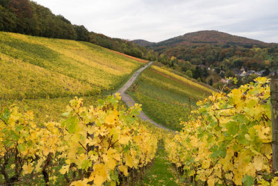 Autumn in the vineyard of Oberdollendorf