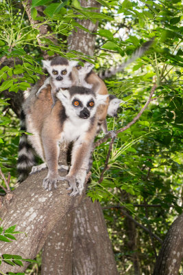 Ring tailed lemur, Anja-Par