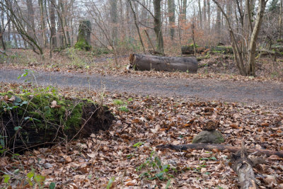 January 2014, the place where  the trunk was placed in the foreground, the trunk on the other side of the path,