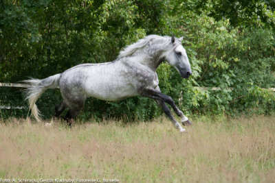 Stallion: Generale Pastorella VII
stud: Kladruby nad Labem