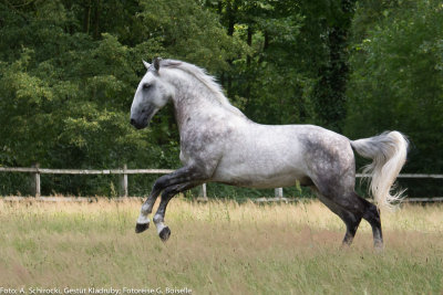 Stallion: Generale Pastorella VII
stud: Kladruby nad Labem