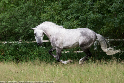 Stallion: Generale Pastorella VII
stud: Kladruby nad Labem