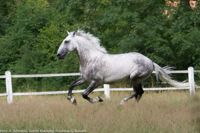 Stallion: Generale Pastorella VII
stud: Kladruby nad Labem