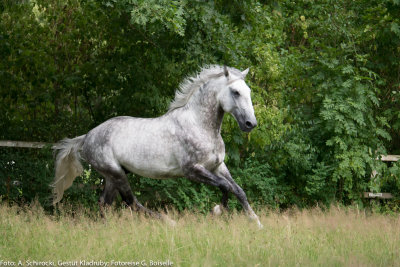 Stallion: Generale Pastorella VII
stud: Kladruby nad Labem