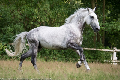 Stallion: Generale Pastorella VII
stud: Kladruby nad Labem