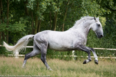 Stallion: Generale Pastorella VII
stud: Kladruby nad Labem