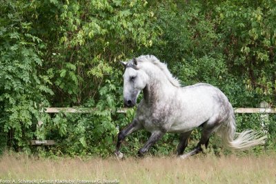 Stallion: Generale Pastorella VII
stud: Kladruby nad Labem