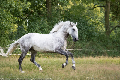 Stallion: Generale Pastorella VII
stud: Kladruby nad Labem