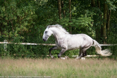 Stallion: Generale Pastorella VII
stud: Kladruby nad Labem